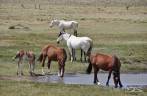 Cavalos bebem água tranquilamente nos campos da região da Cueva de Las Manos, no sul da patagônia, na Argentina
